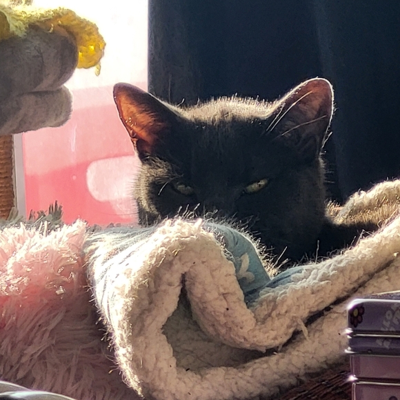 Meet your Posher, Chelsey - Picture 2 of 3